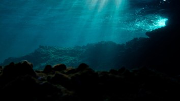 Scientists Film Deepest Fish Ever Captured On Camera And It Looks Like It’s Smiling