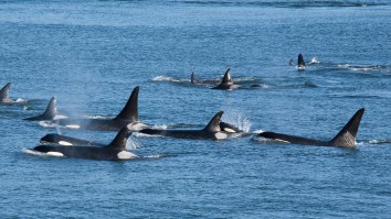 2 Gray Whales Survive A 6-Hour Attack From Pod Of 30 Killer Whales