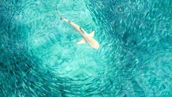 Hundreds Of Sharks Filmed Feeding On Bait Ball Just Feet Away From Beach