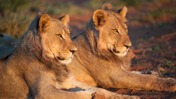 Lizard Caught Between A Cobra And 2 Lions Manages To Escape Unscathed