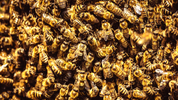 Crash Releases One Million Bees On Florida Interstate: ‘There’s A Lot Of Dead Bees On The Highway’