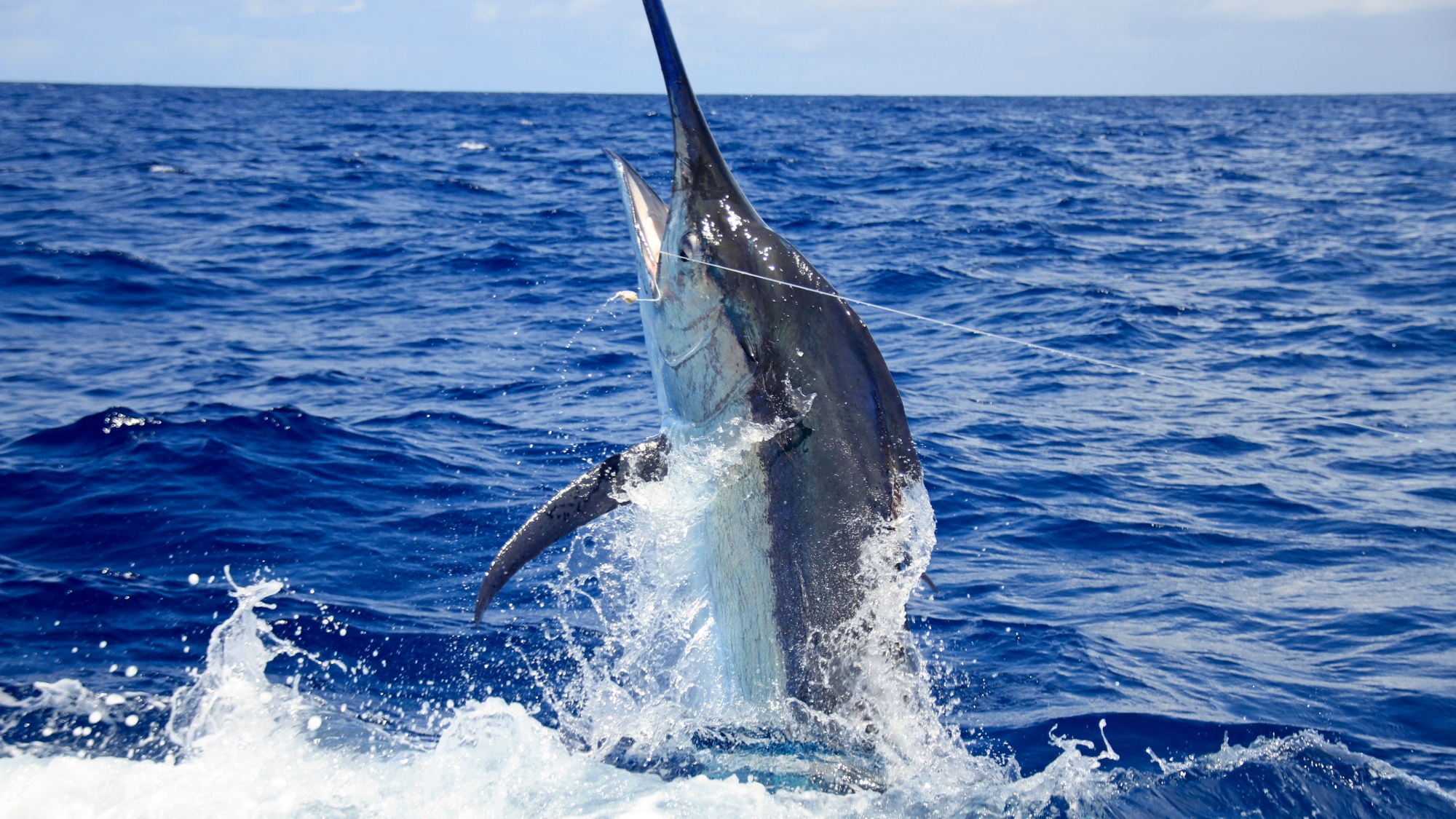 blue marlin jumps behind boat