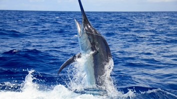 Massive 776-Pound Blue Marlin Caught Orange Beach, Alabama Sets Billfish Tournament Record