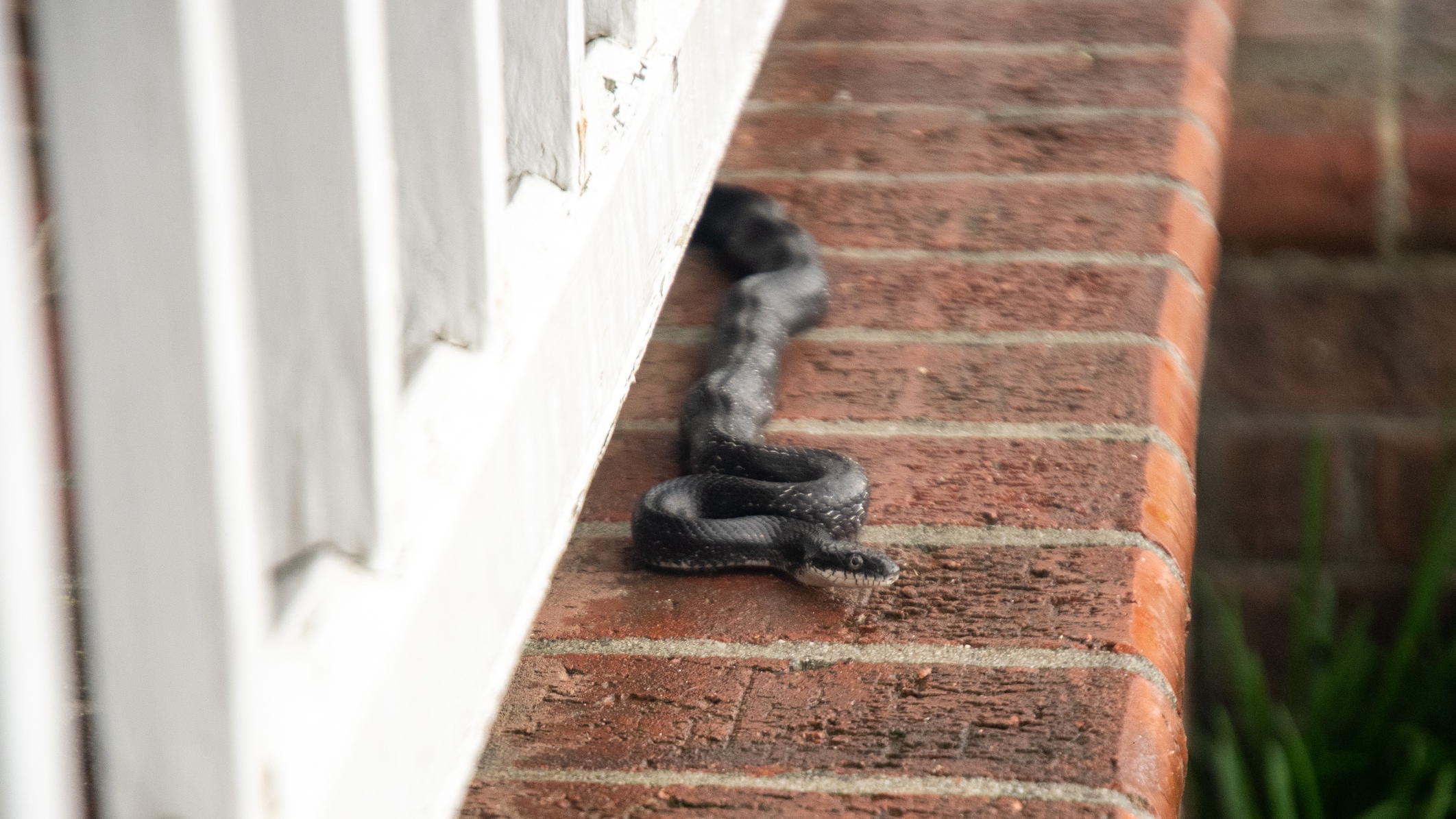 garter snake up close and slithering