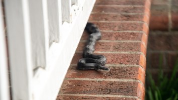 New Homebuyer Finds The House’s Walls Were Full Of Slithery Snakes (Video)