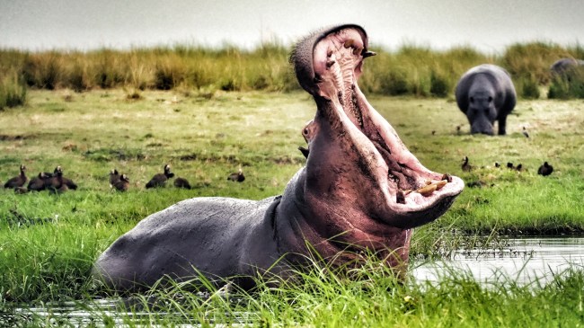 hippos
