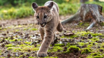 Orphaned Mountain Lion Cub Purring While Eating Its First Hard-Boiled Egg Is Proof All Cats Are The Same
