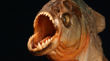 At Least Eight People Left Bloodied At Beach Resort After Piranha Attack