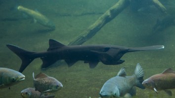 Ultra Rare Black Paddlefish Caught In Oklahoma Looks Like A Deep Sea Creature