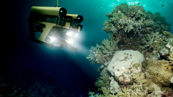 Scientists Discovered Over 5,000 Never-Before-Seen Species Deep In The Ocean