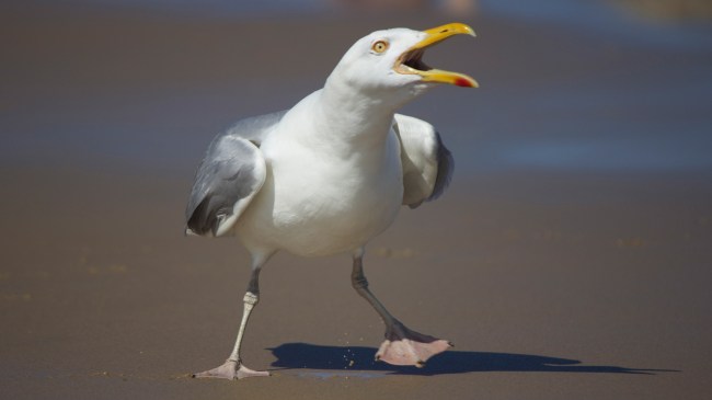 seagull
