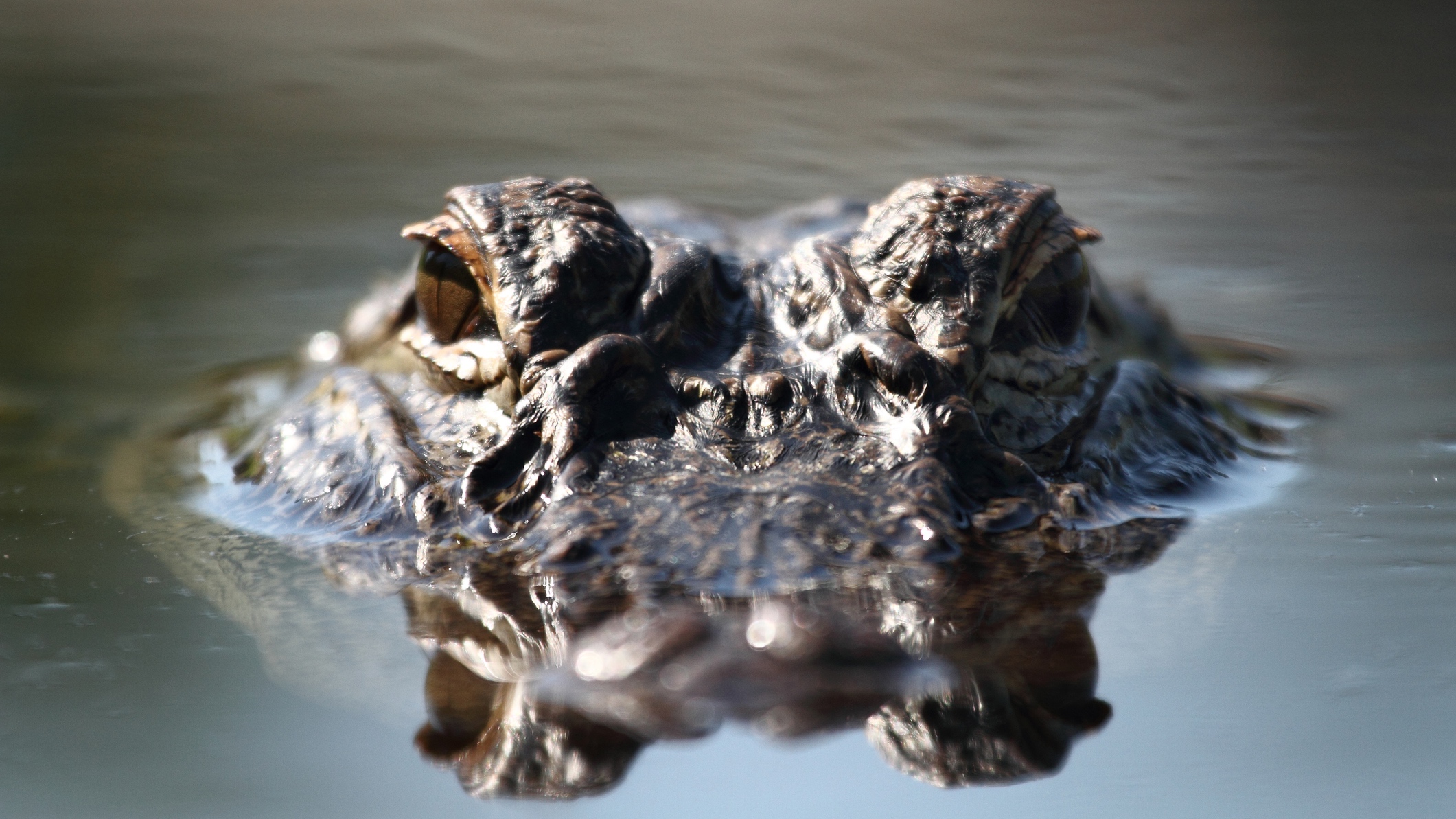 close up view of alligator eyes in water