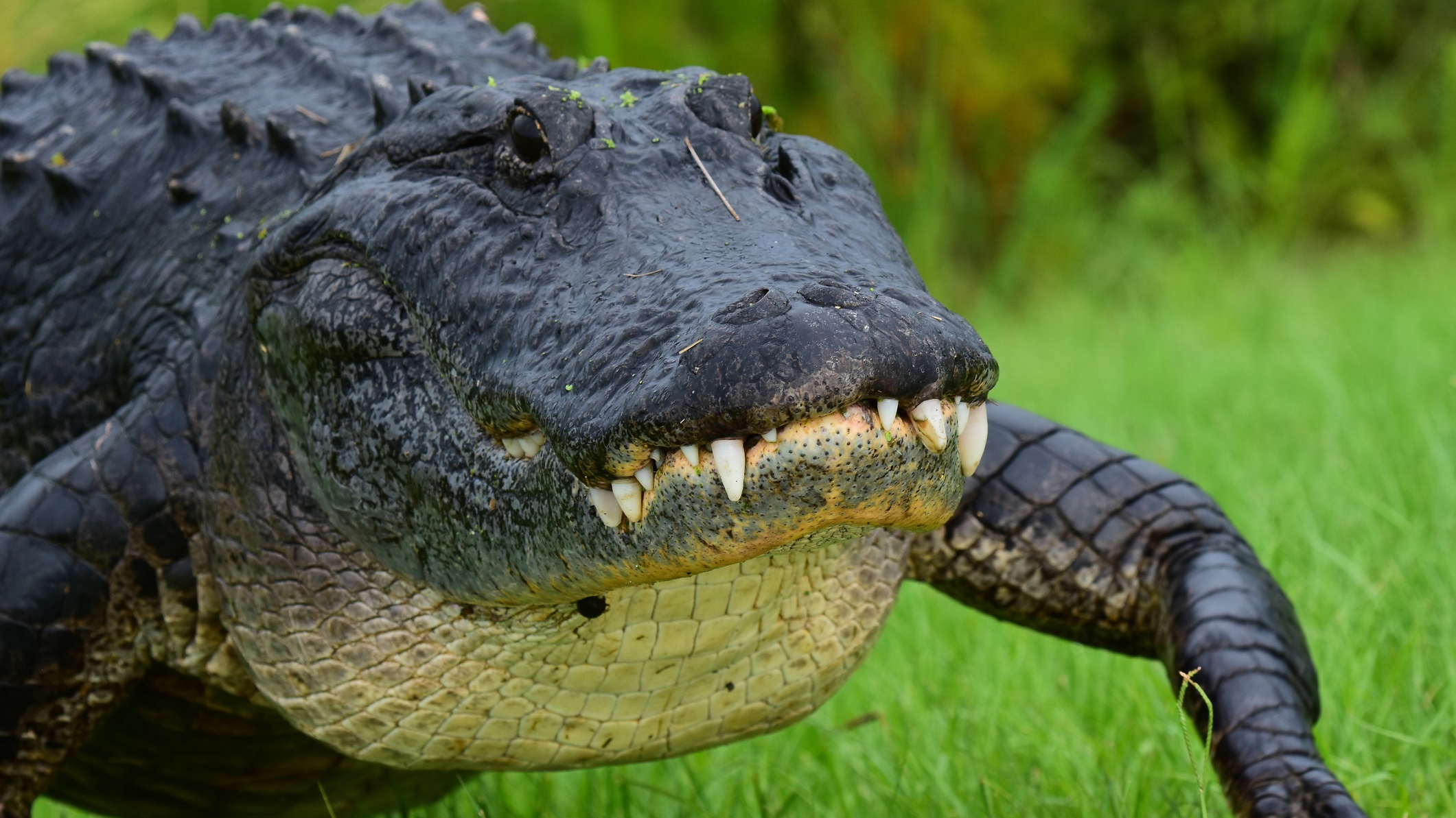 American alligator