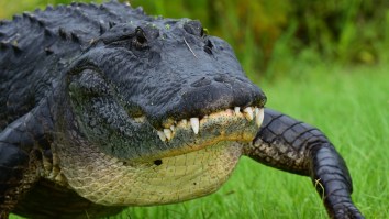 Dog Wakes Family Up After Alligator Breaks Into Home Using The Doggy Door