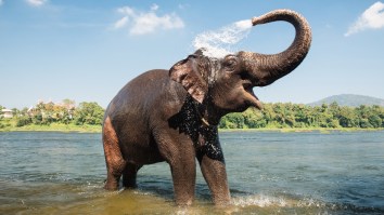 Bull Elephant Charges And Chases Off Bengal Tiger From Watering Hole