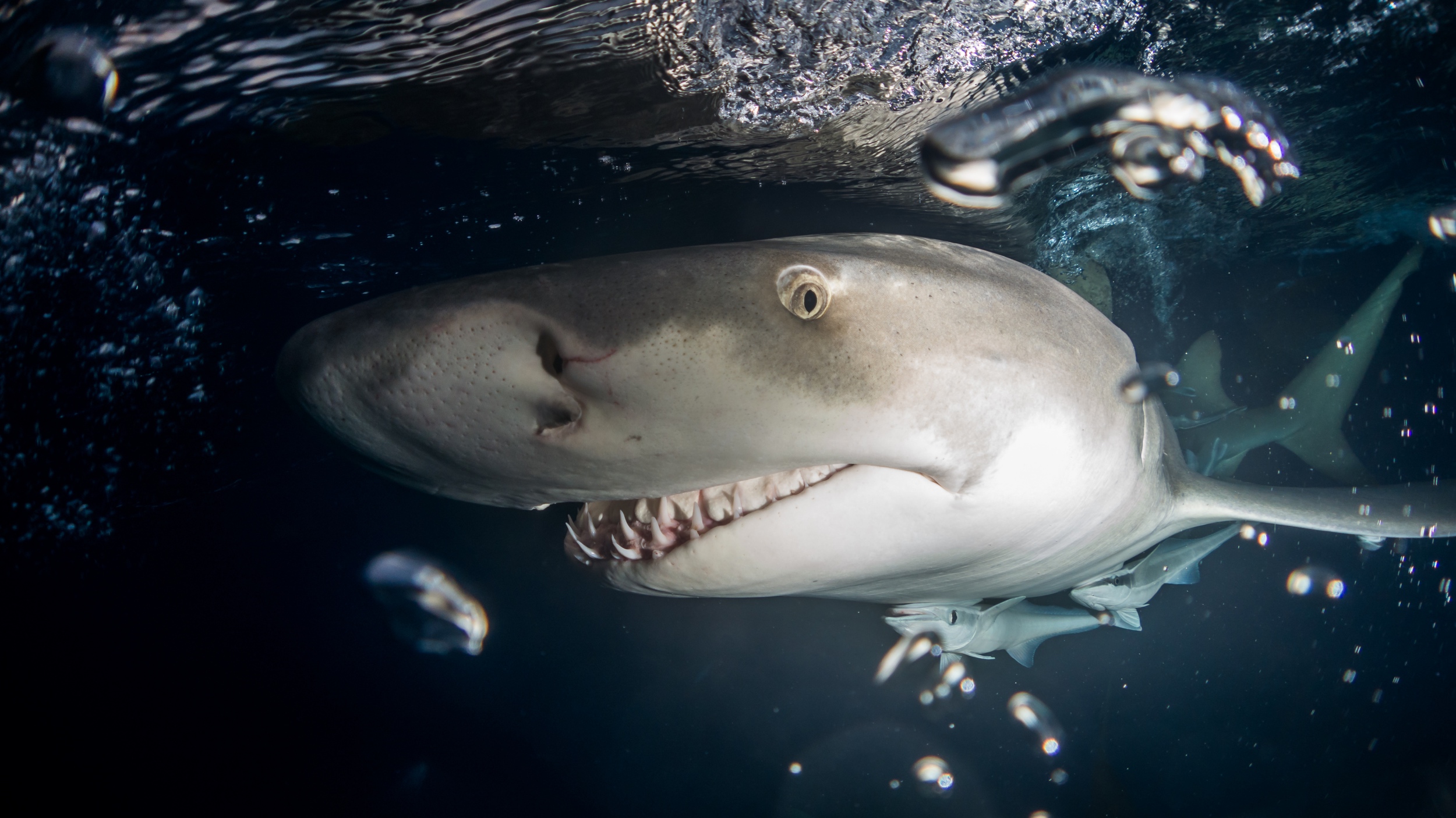 lemon shark close up