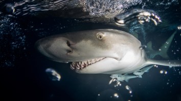 Lemon Shark Attacks Out Of Nowhere And Pulls A Fisherman Out Of His Boat