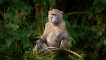 Clever Baboons Escape Hungry Lions By Dangling Under A Bridge During Tense Standoff