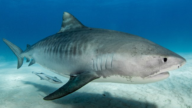 tiger shark
