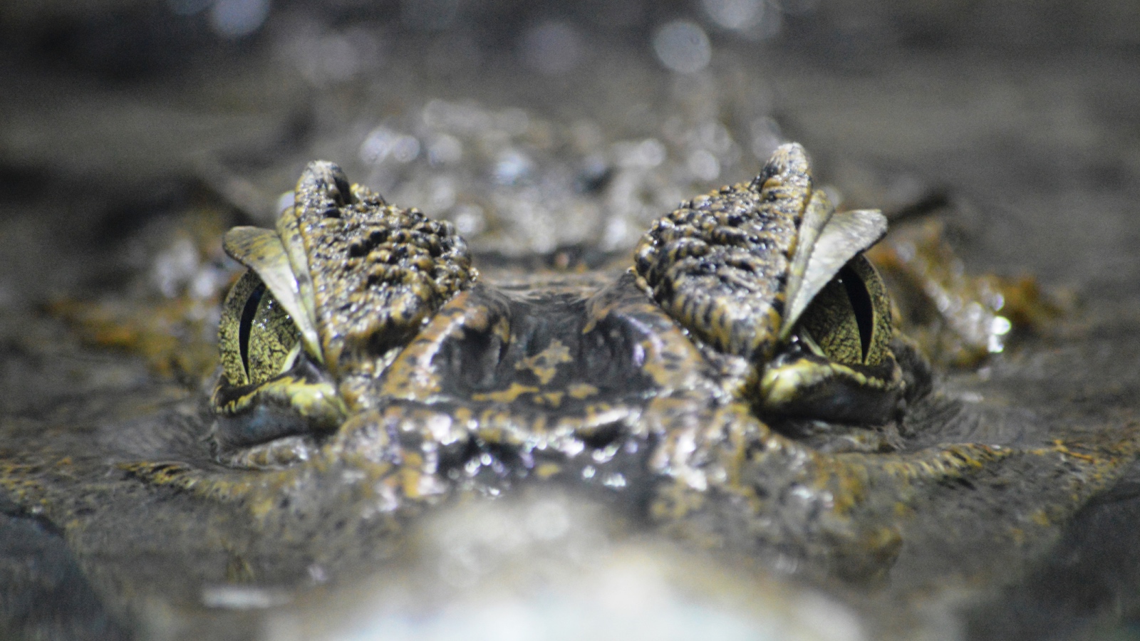 alligator eyes close up out of the water