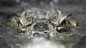Here’s What It Looks Like When A 376-Pound Alligator Gets An MRI