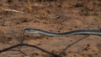Two Giant Black Mambas Got Into A Fight In Someone’s Backyard So, Naturally, They Recorded It