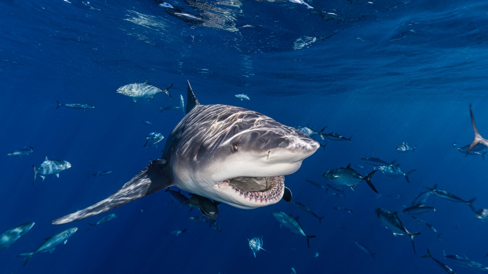 bull shark close up with its mouth open underwtaer
