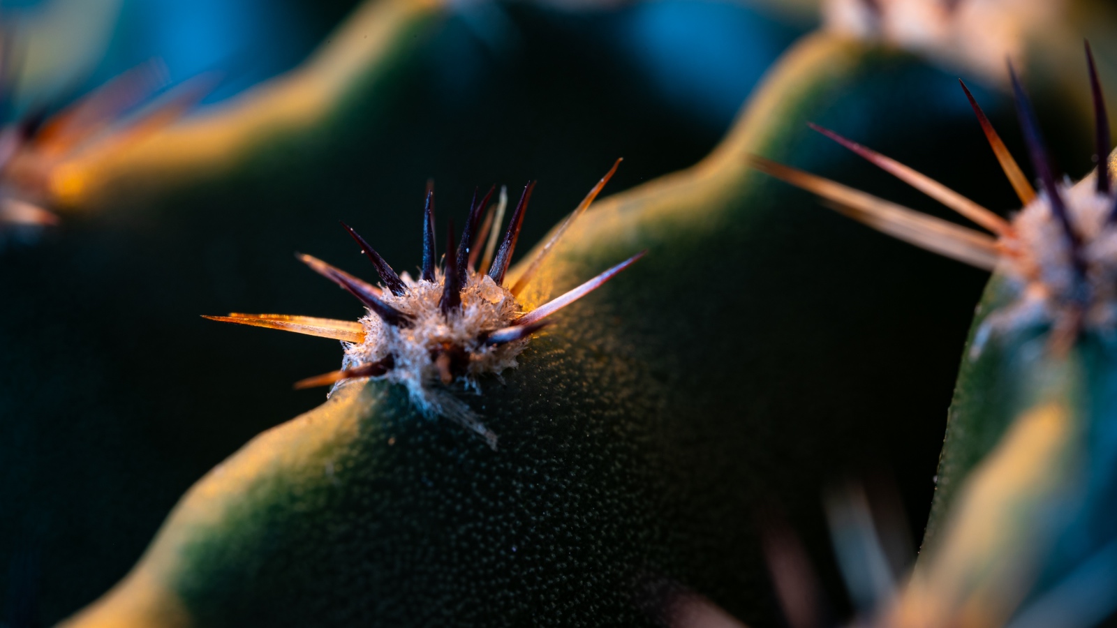 close up image of a cactus spine