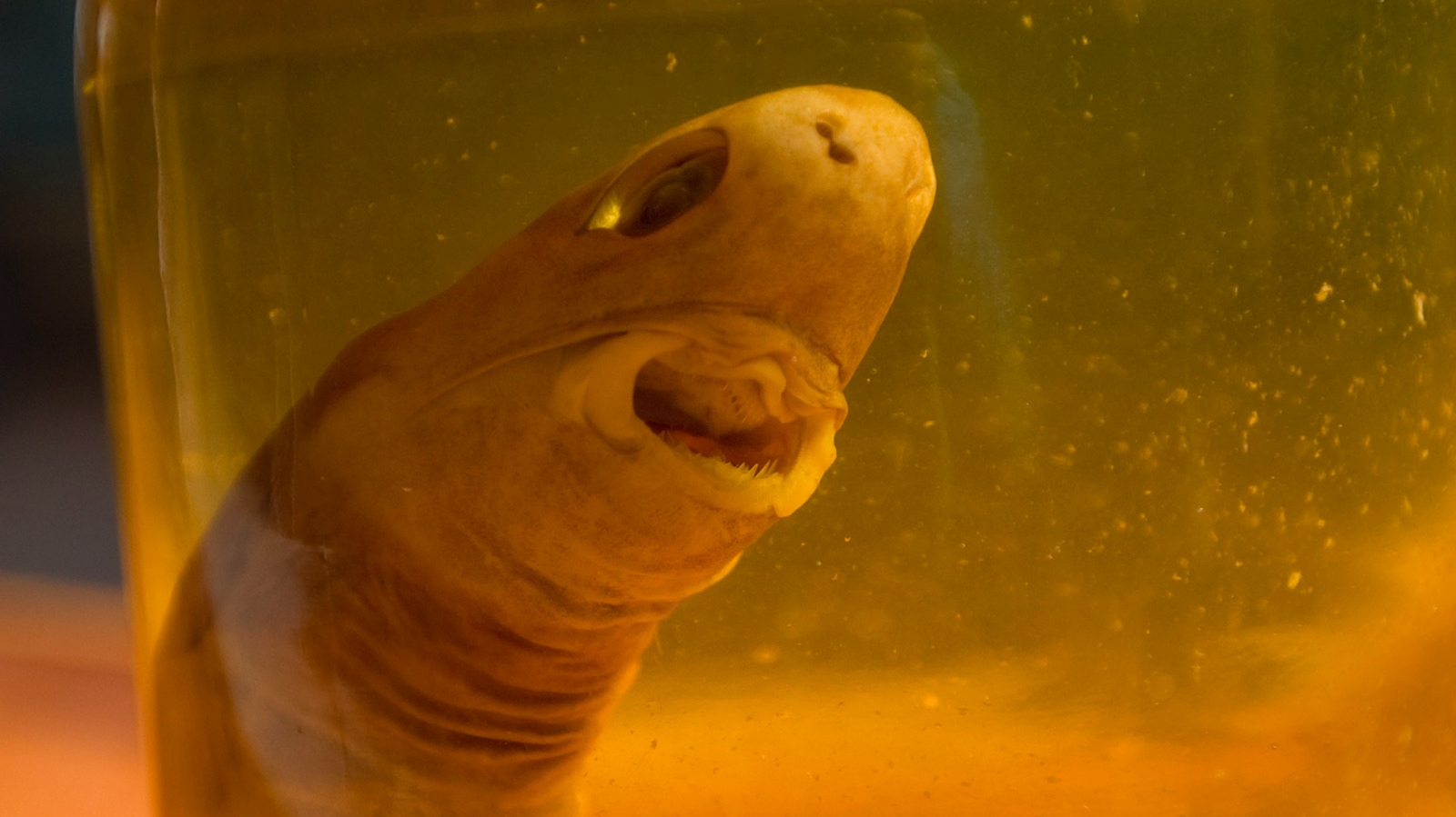 cookiecutter shark specimen preserved in a jar
