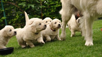 Hundreds Of Adorable Golden Retrievers Gather To Celebrate 155th Anniversary Of The Dog Breed