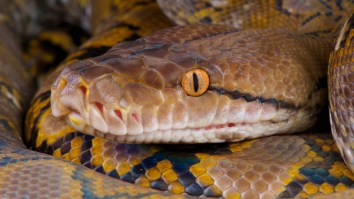 There’s A Rare 15-Foot Python On The Loose In Los Angeles After Breaking Out Of Its Cage