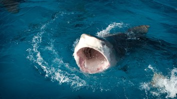 Massive 1,019-Pound Tiger Shark Caught In Alabama Fishing Tournament Could Crush State Record