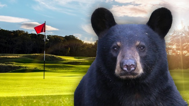 bear on golf course
