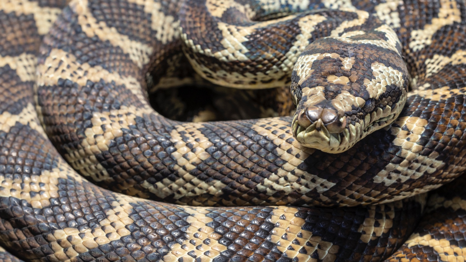 carpet python Australia coiled up on the ground
