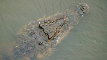 Costa Rican Soccer Player Eaten By Crocodile After Jumping Off Bridge