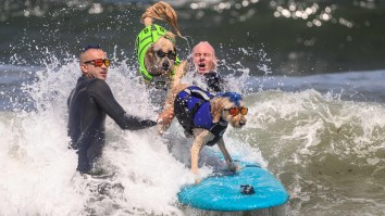 This Year’s Dog Surfing World Championships Was Full Of Awesome Dogs Catching Waves