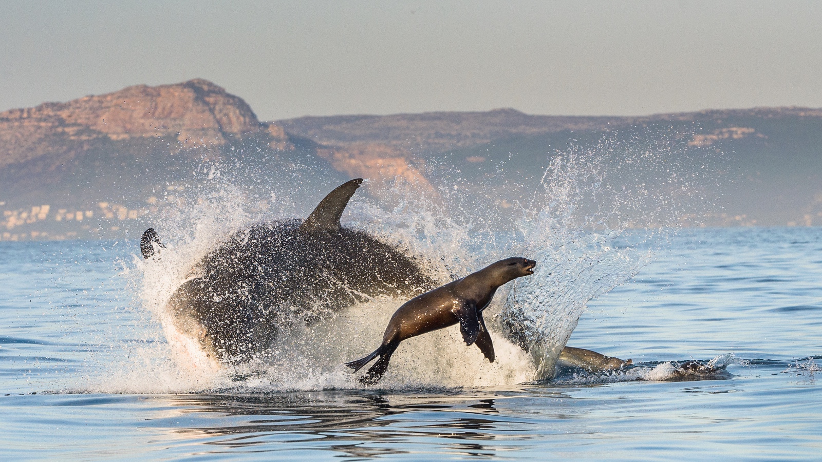 Great white shark breaching while pursuing a seal