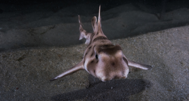 hornshark