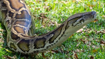 Florida Men Catch 18-Foot Invasive Python In The Everglades, One Of The Biggest Ever Captured