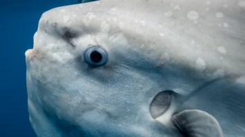 Rare Mola Mola Fish Spotted In The Puget Sound Caps Off Bizarre String Of Fish Sightings
