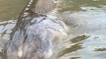 Guy Who Lived With A Pack Of Wolves Caught A Truly Massive Sturgeon In Canada