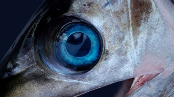 Florida Angler Becomes First Person To Catch A Swordfish From A Sea-Doo