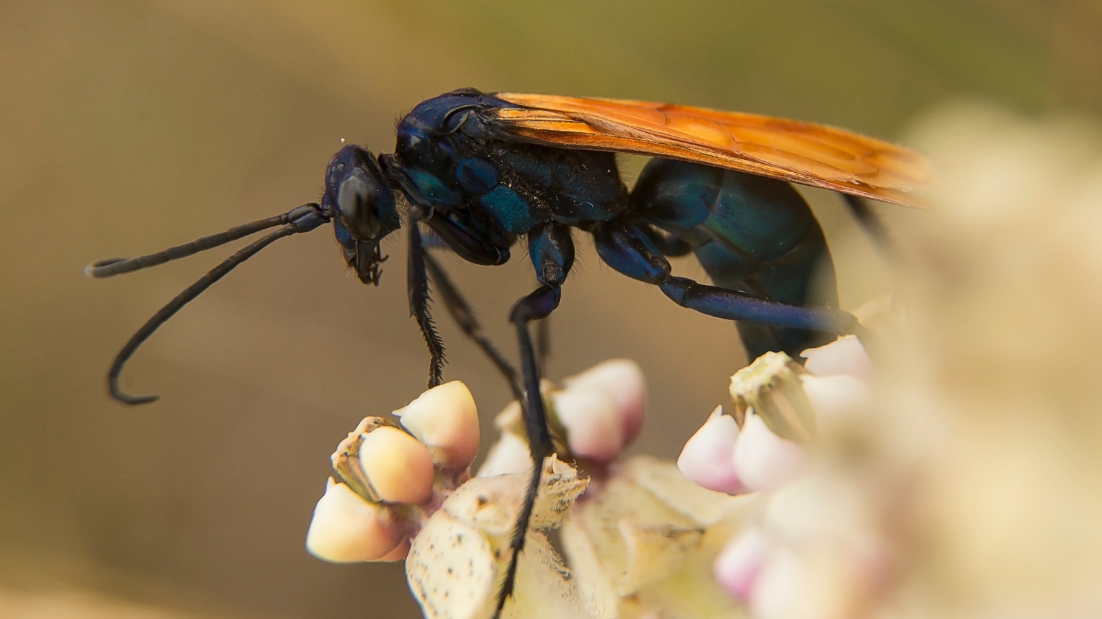 tarantula hawk wasp