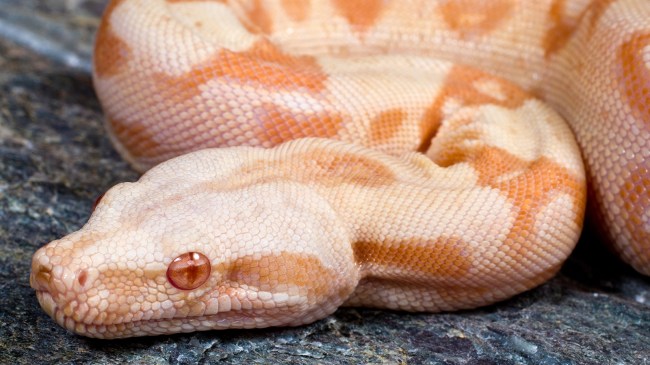Albino boa constrictor