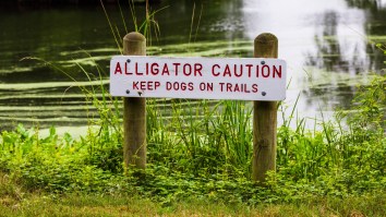 Massive 920-Pound Alligator Captured, The Second-Heaviest Gator Ever Caught In FL