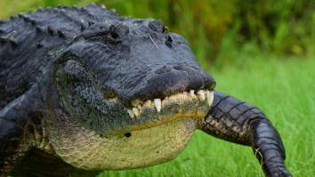 Florida Hiker Finds Massive Alligator Walking Down The Trail Like A Prehistoric Dinosaur