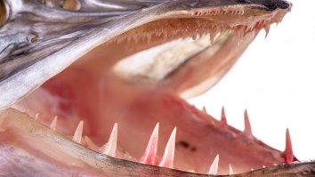 British Fisherman’s Enormous Northern Pike Smashes Fishing Record In Great Britain