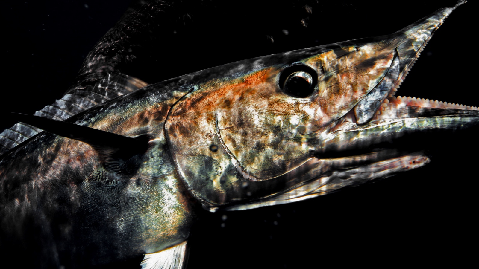 wahoo fish underwater