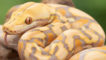 13-Foot Python That Eats Cats And Is As Big As ‘Mike Tyson’s Bicep’ Has Oklahoma Trailer Park On High Alert
