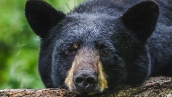Black Bear Climbs Aboard Luxury Catamaran At Florida Yacht Club And Causes Confusion